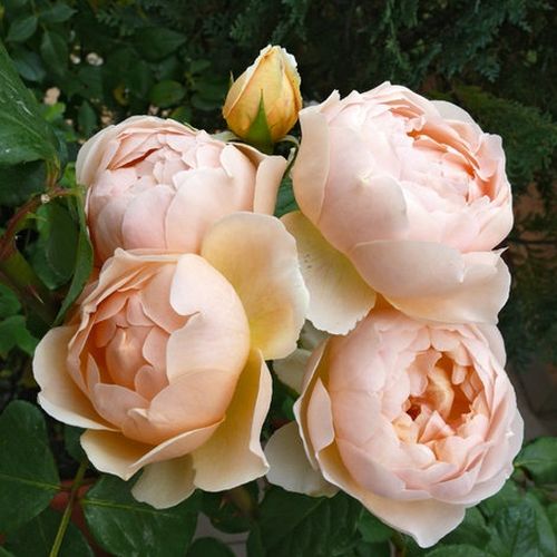 Shop, Rose Rosa Ausjo - giallo - rose inglesi - rosa intensamente profumata - David Austin - ,-